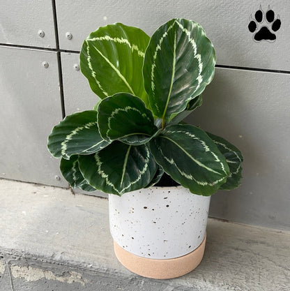 Emerald Calathea In Brea Planter Houseplant