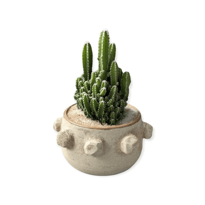 Fairytale Cacti In Shore-Washed Planter Succulent Garden