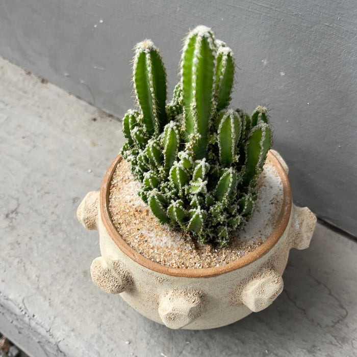 Fairytale Cacti In Shore-Washed Planter Succulent Garden