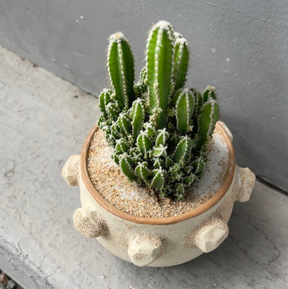 Fairytale Cacti In Shore-Washed Planter Succulent Garden