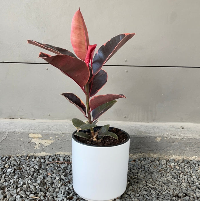 Ficus Ruby In Matte Planter Houseplant