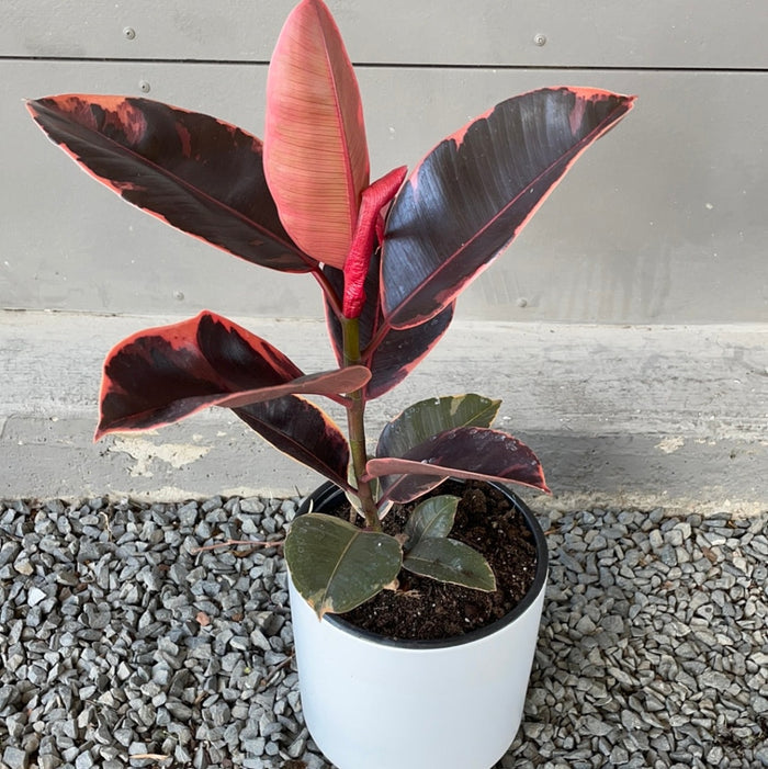 Ficus Ruby In Matte Planter Houseplant
