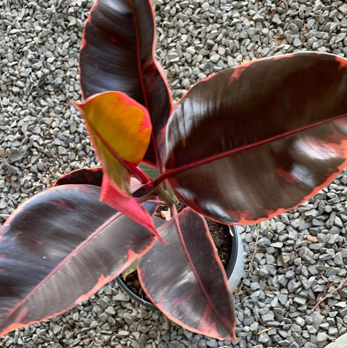 Ficus Ruby In Matte Planter Houseplant