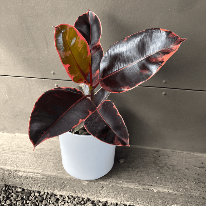 Ficus Ruby In Matte Planter Houseplant