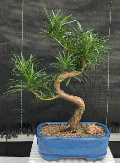 Flowering Podocarpus Bonsai Tree-curved - Medium-(podocarpus macrophyllus)