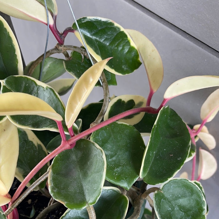 Hoya Crimson Queen Houseplant