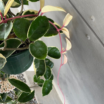 Hoya Crimson Queen Houseplant