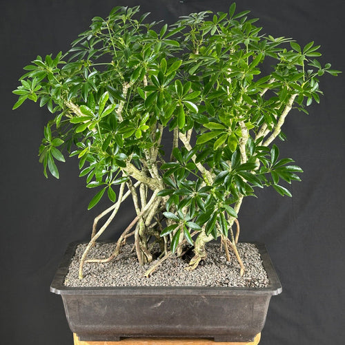 Juniper Bonsai Tree - Trained - (juniper procumbens nana)