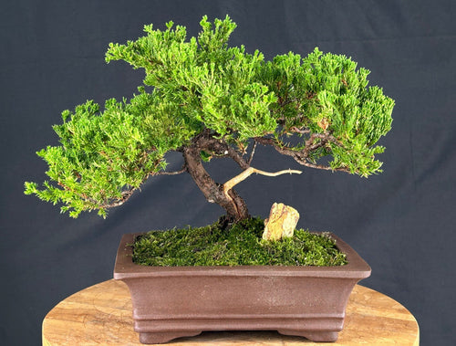 Juniper Bonsai Tree - Trained - (juniper procumbens nana)