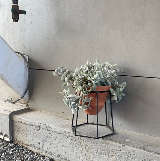 Kalonchoe In Terrabee Plant Stand Houseplant
