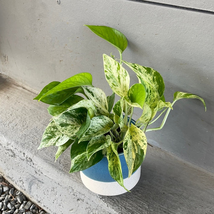 Marble Queen In Bermuda Planter Houseplant