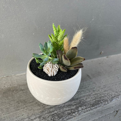 Marsh Succulent Garden W/ Dried Floral + Desert Rose Selenite Houseplant