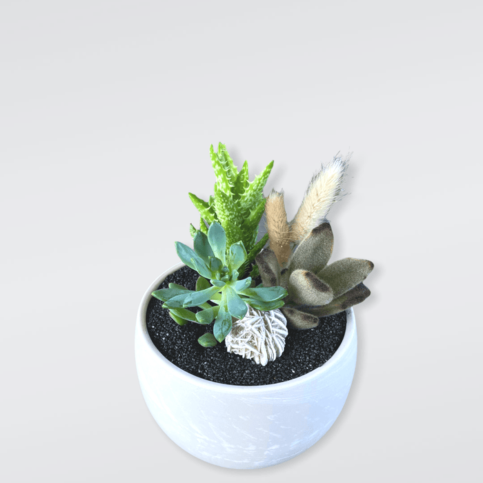 Marsh Succulent Garden W/ Dried Floral + Desert Rose Selenite Houseplant