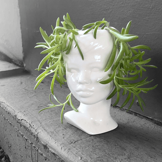 Medusa W/ String Of Ruby Houseplant