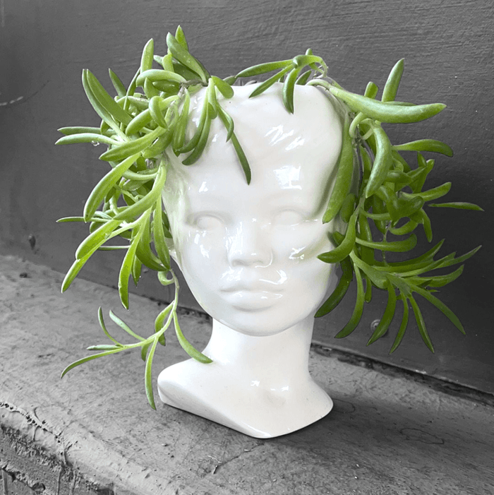 Medusa W/ String Of Ruby Houseplant