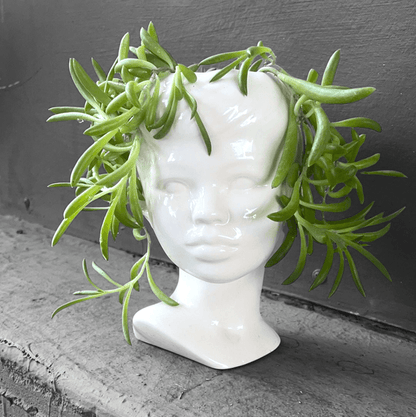 Medusa W/ String Of Ruby Houseplant