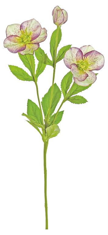 Plum & Green Hellebore Spray