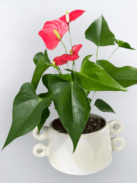 Red Anthurium In Isze Planter Houseplant