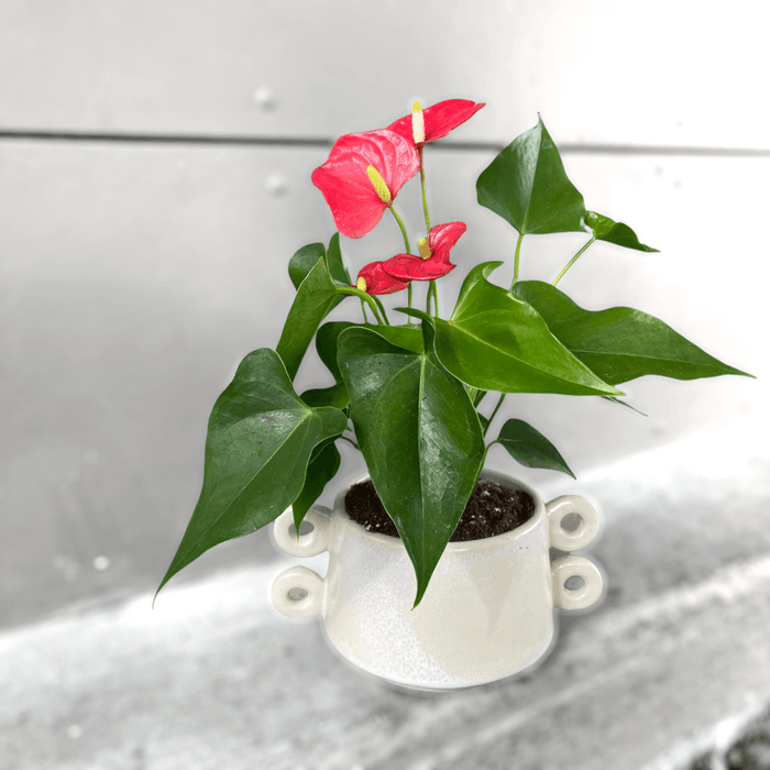 Red Anthurium In Isze Planter Houseplant