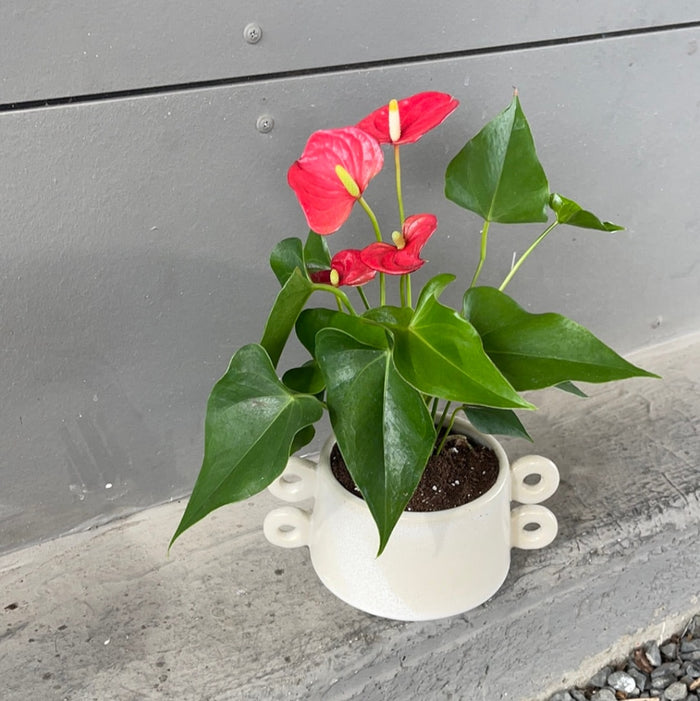 Red Anthurium In Isze Planter Houseplant