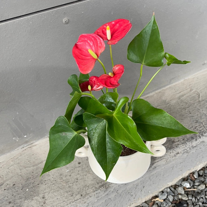 Red Anthurium In Isze Planter Houseplant