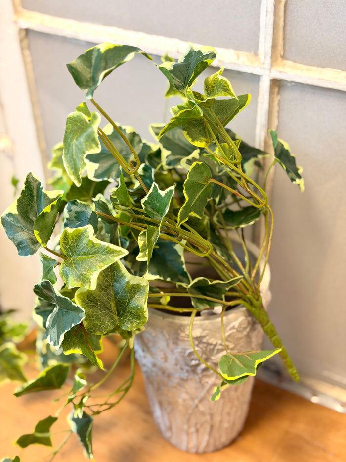 Rylee Variegated English Ivy Bush