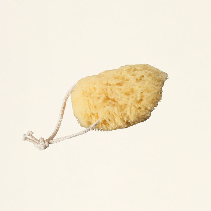Sea Sponge