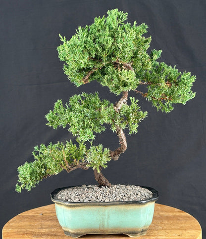 Trained Juniper "Karate Kid" Bonsai Tree - (juniper procumbens nana)