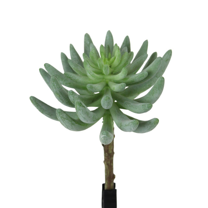 UV Protect Maisie Succulent Pick