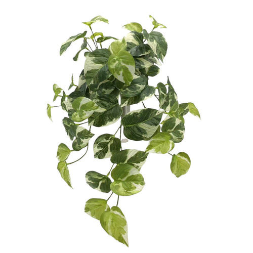 UV Protect Marble Pothos Hanging Bush