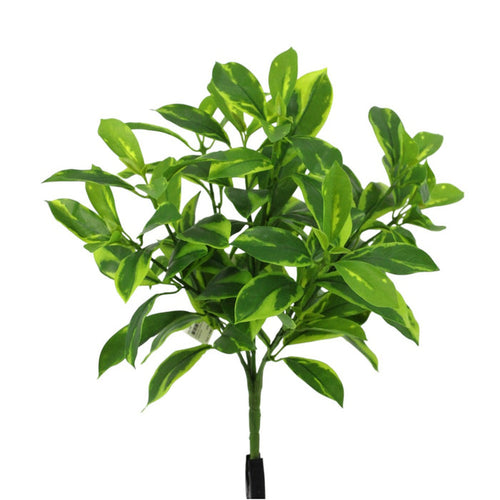 UV Protect Short Fagraea Ceilanica Bush