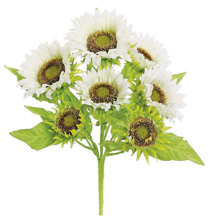 White Sunflower Bush